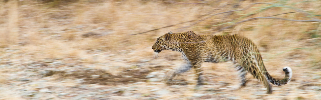 Zambia, the real africa, leopard, Luangwa