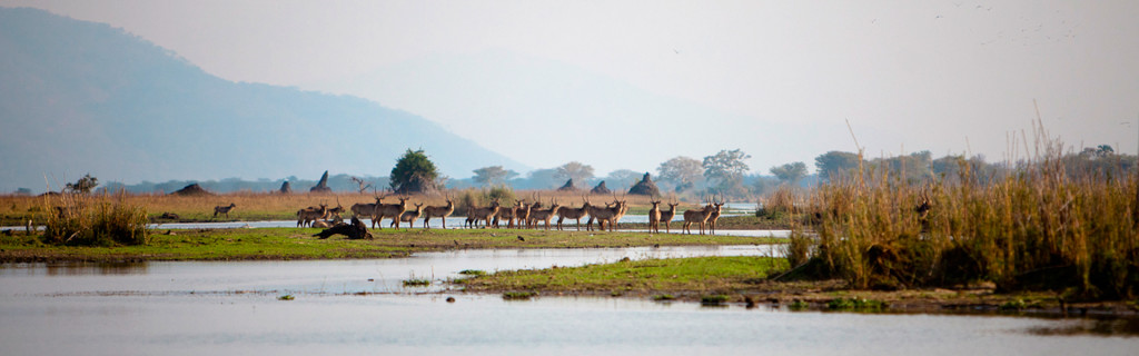 malawi magnifico sud liwonde national park