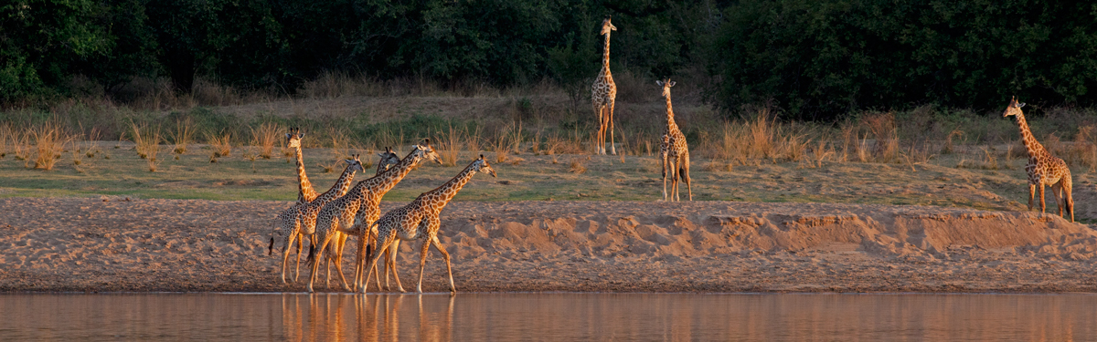 Viaggi-Africa-Zambia-safari-giraffe