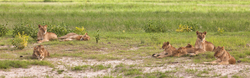 Viaggio in Zambia e Botswana safari e parchi