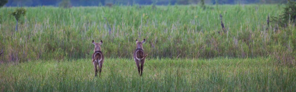 contatti Africa Wild Truck prenotazioni viaggi Africa safari malawi contact
