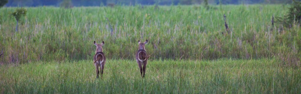 contatti Africa Wild Truck prenotazioni viaggi Africa safari malawi contact