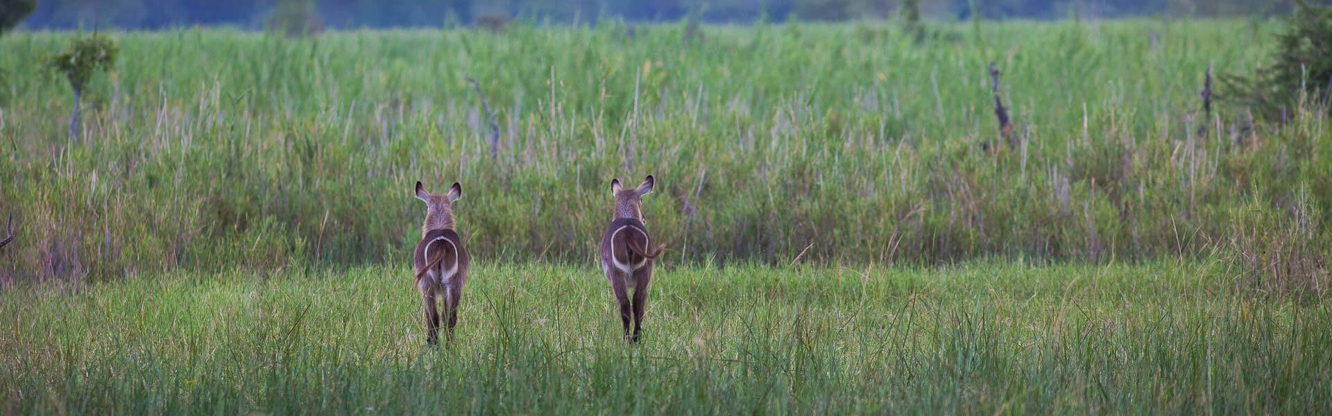 contatti-Africa-Wild-Truck-prenotazioni-viaggi-Africa-safari-malawi