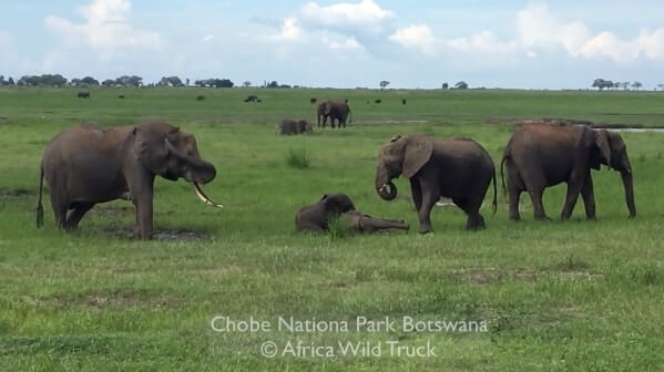 Botswana in safari la popolazione degli elefanti in Africa