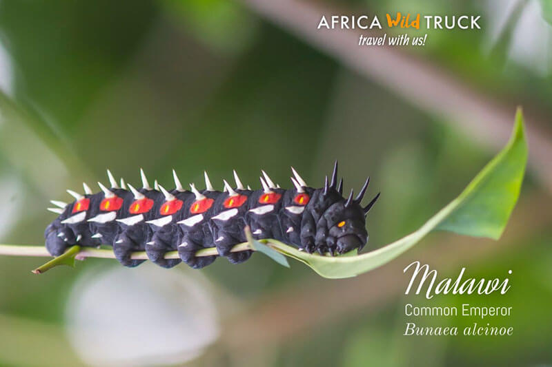 Malawi Common Emperor safari Lilongwe viaggi turismo wildlife insect