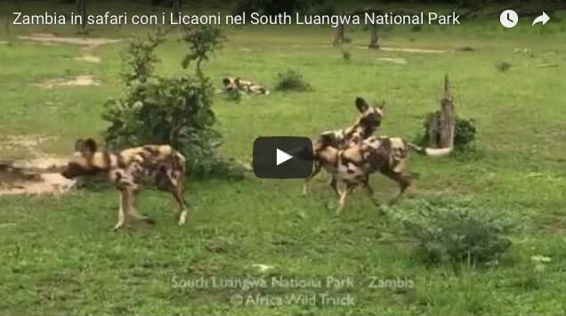 Zambia in safari con i Licaoni nel South Luangwa National Park viaggi turismoresponsabile