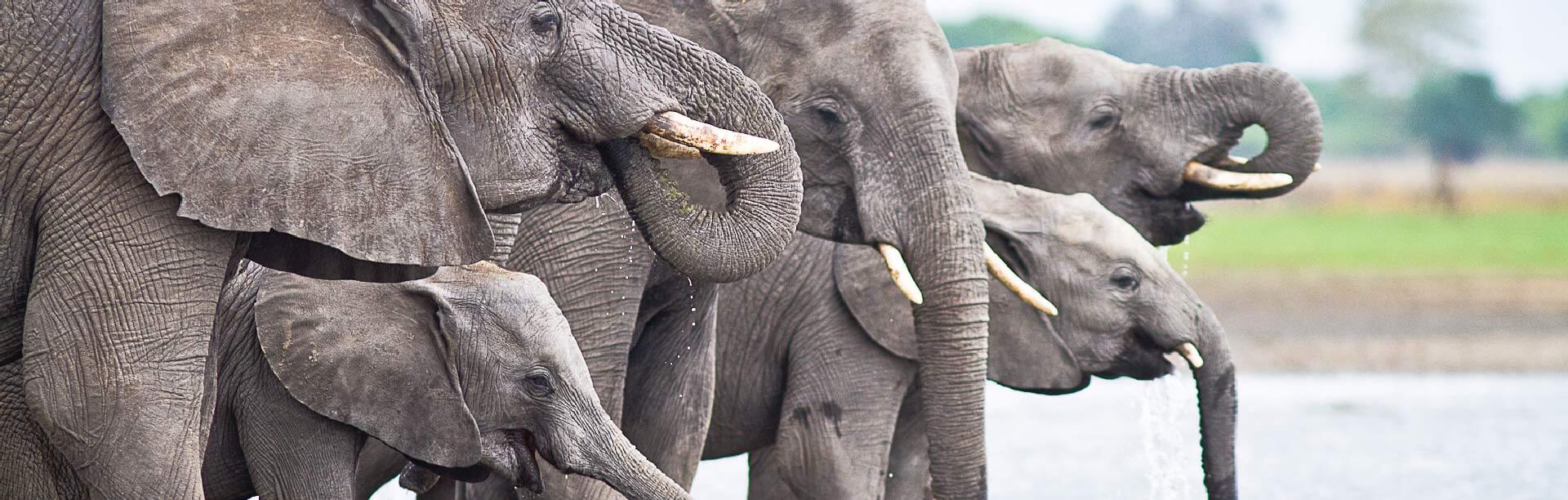 Viaggio-Zambia-e-Malawi-natura-nei-parchi-nazionali-africani-liwonde-parco-nazionale-elefanti