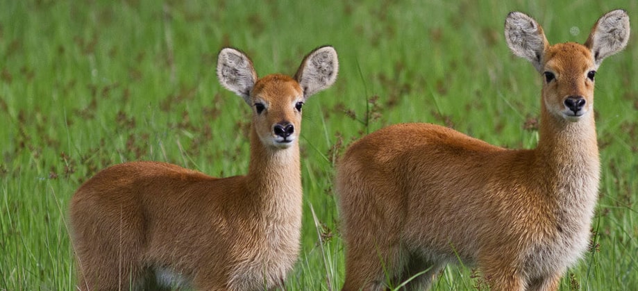 Il tuo viaggio safari 2018 in Zambia e Botswana capodanno natale okawango kafue cascate vittoria