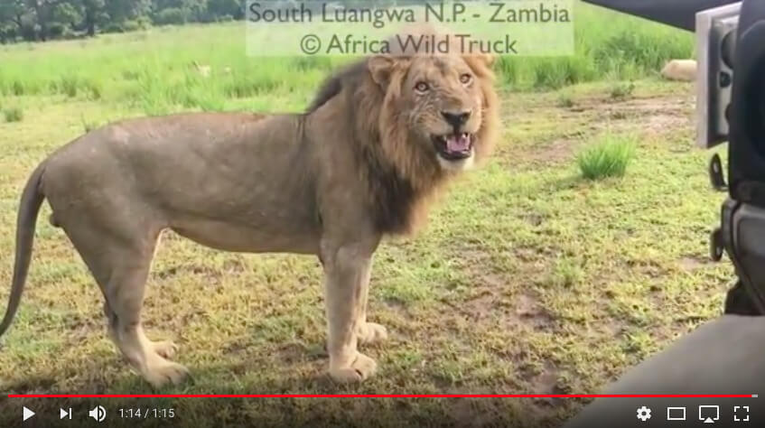 Diario di un mitico safari nel South Luangwa in Zambia stagione verde
