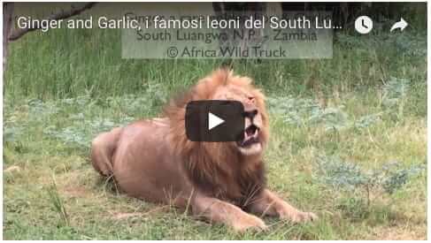 Ginger and Garlic, i famosi leoni del South Luangwa Zambia viaggiare 4x4