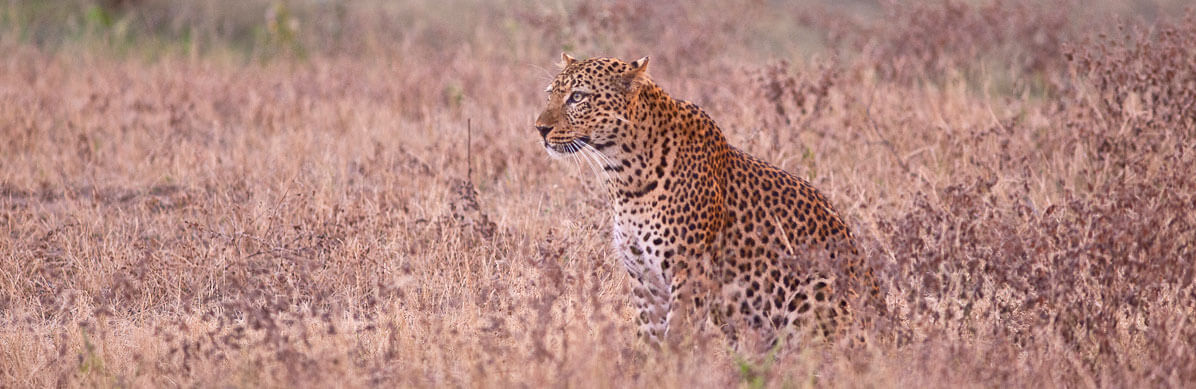 Tour-Operator-specializzato-in-viaggi-in-Africa-leopardo