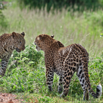 Malawi zambia africa leopardi luangwa safari turismo viaggi responsabile sostenibile wildlife