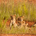 Zambia safari in the real Africa leoni kafue wildlife viaggio turismo