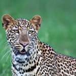 Africa viaggi safari turismo malawi zambia tanzania leopardo