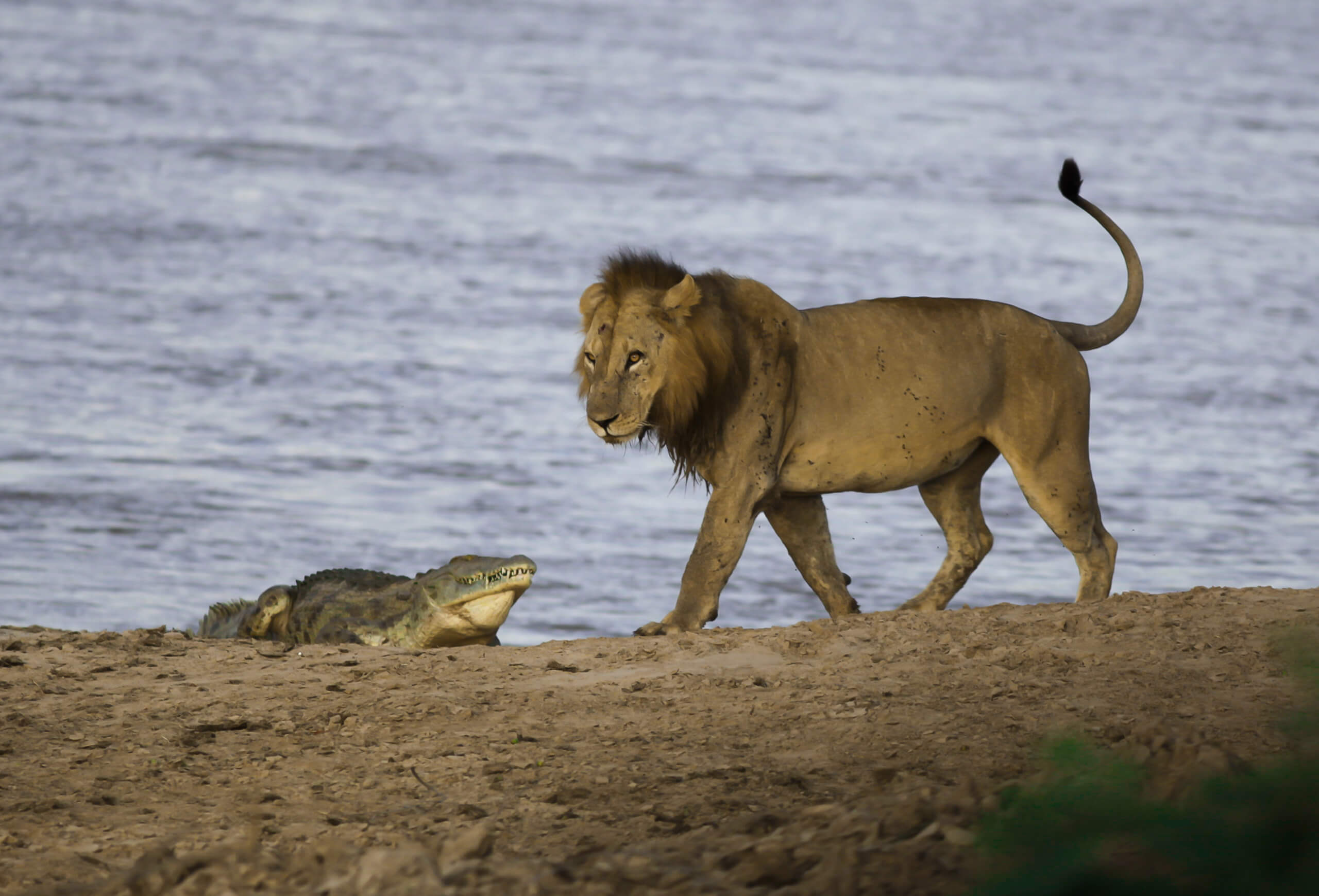 Zambia safari in South Luangwa National Park