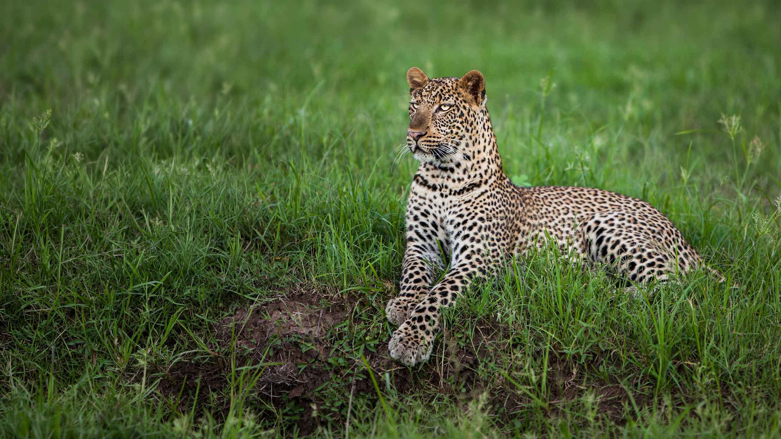Foto di un leopardo scattata durante un viaggio del tour operator Africa Wild Travel