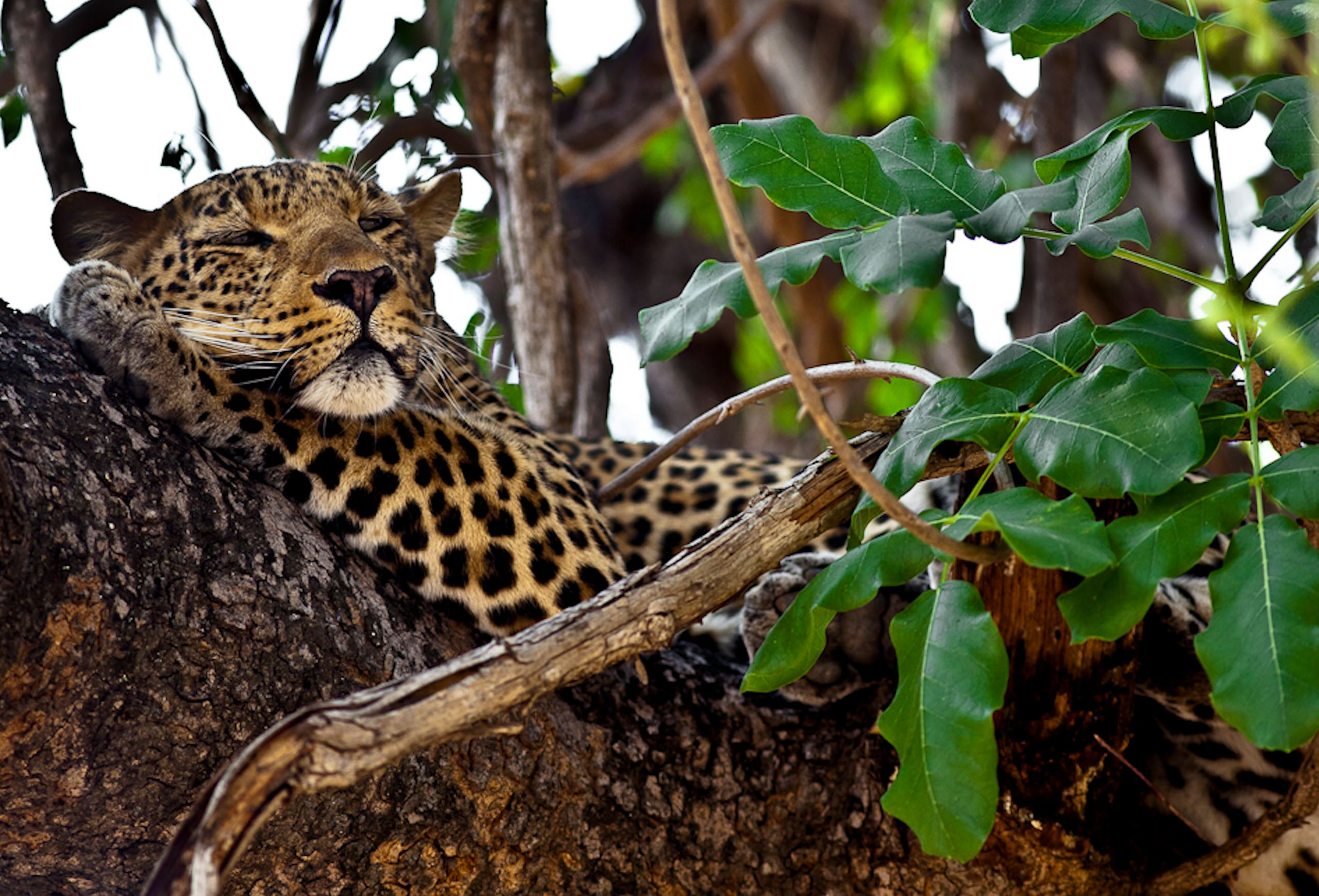 Safari in Zambia nel South Luangwa